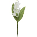 Lily of the valley