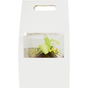 WILD SPRING cellobox support 19